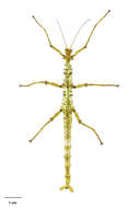 Image of Acanthoxyla