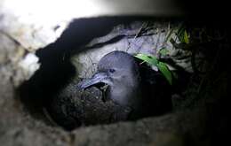 Image of Wedge-tailed Shearwater