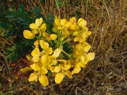 Imagem de Senna auriculata (L.) Roxb.