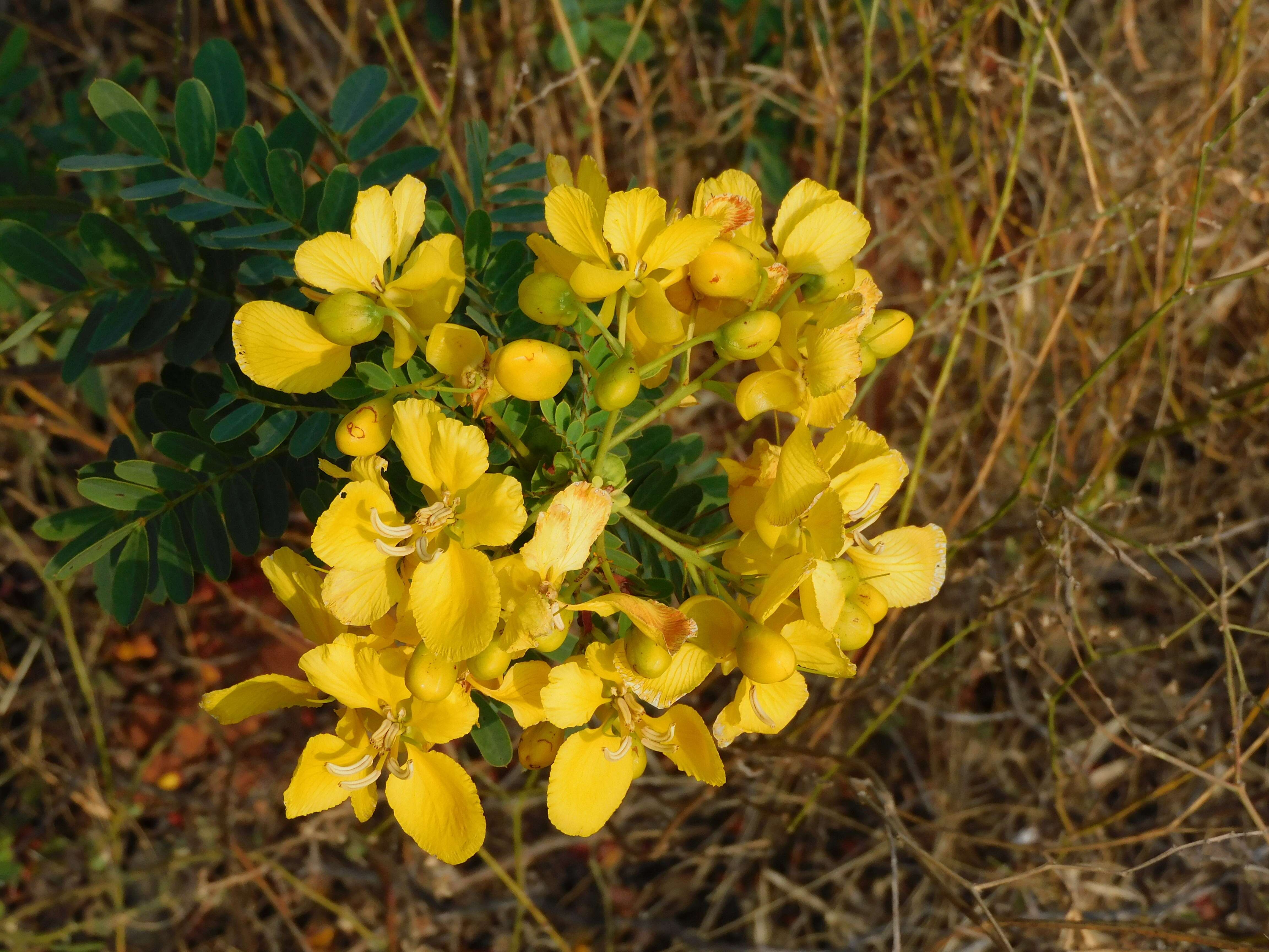 Imagem de Senna auriculata (L.) Roxb.