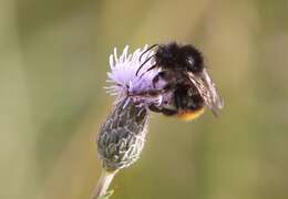 Image of Shrill carder bee