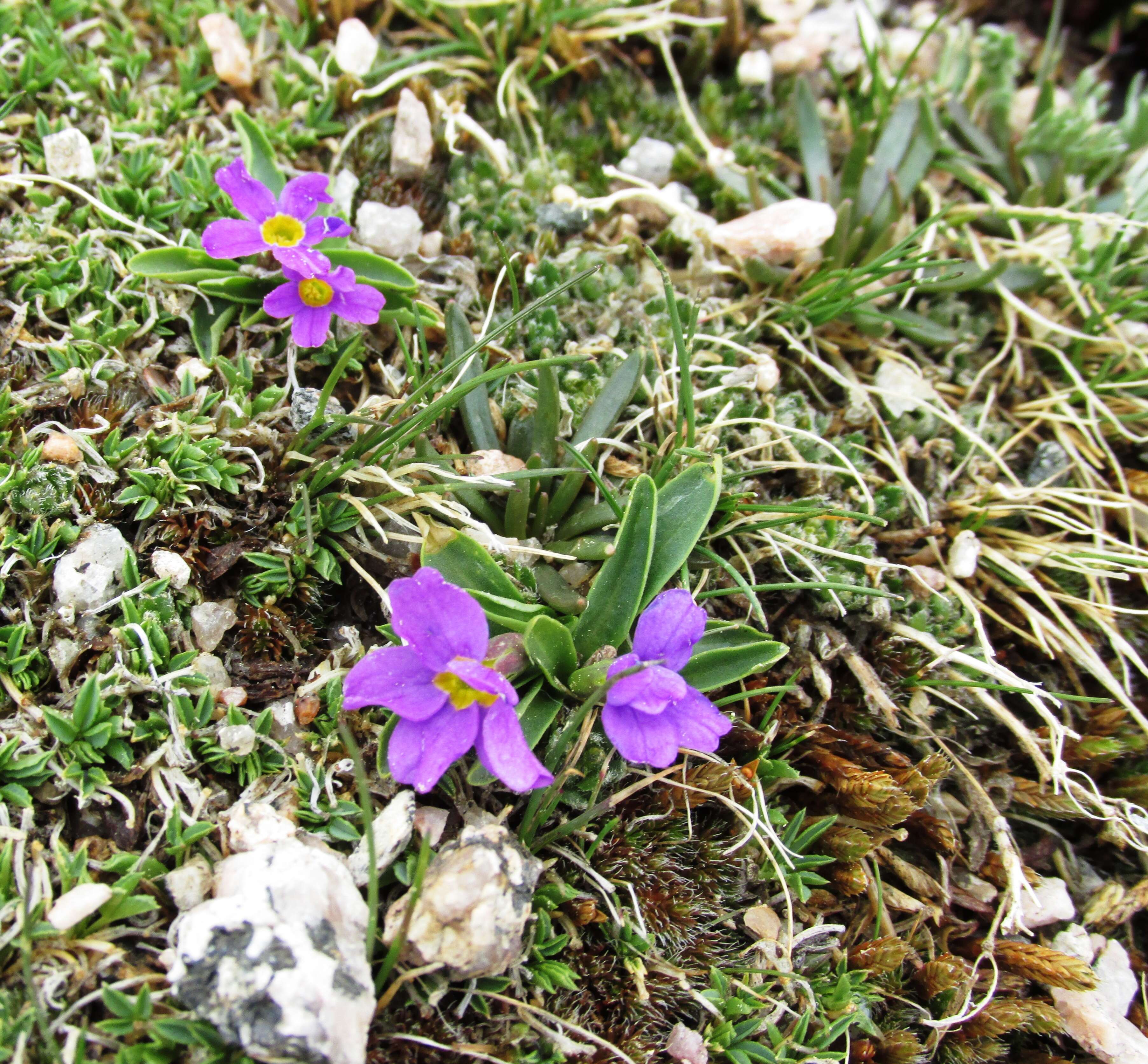 Image of alpine primrose