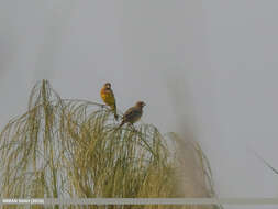 Image of Brown-headed Bunting