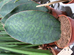 Image of Sansevieria masoniana Chahin.