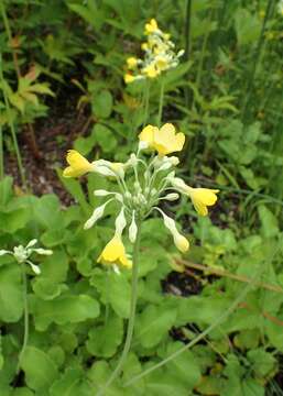 Image of Primula florindae Kingdon-Ward