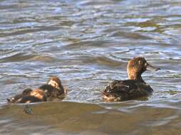 Image of New Zealand Scaup