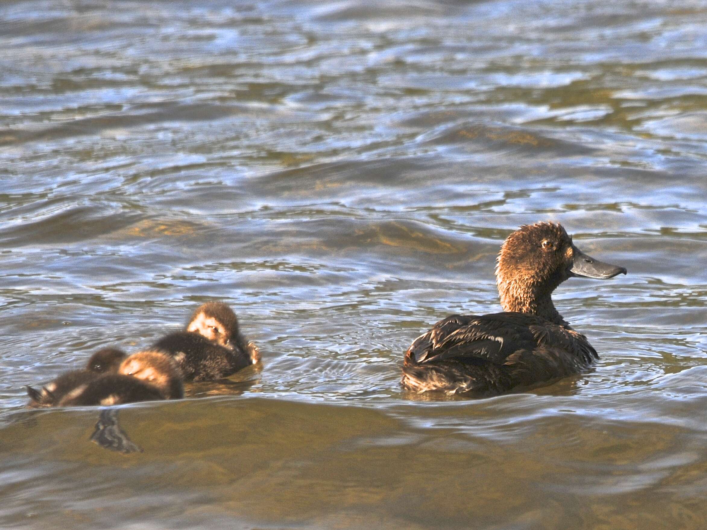 Image of New Zealand Scaup