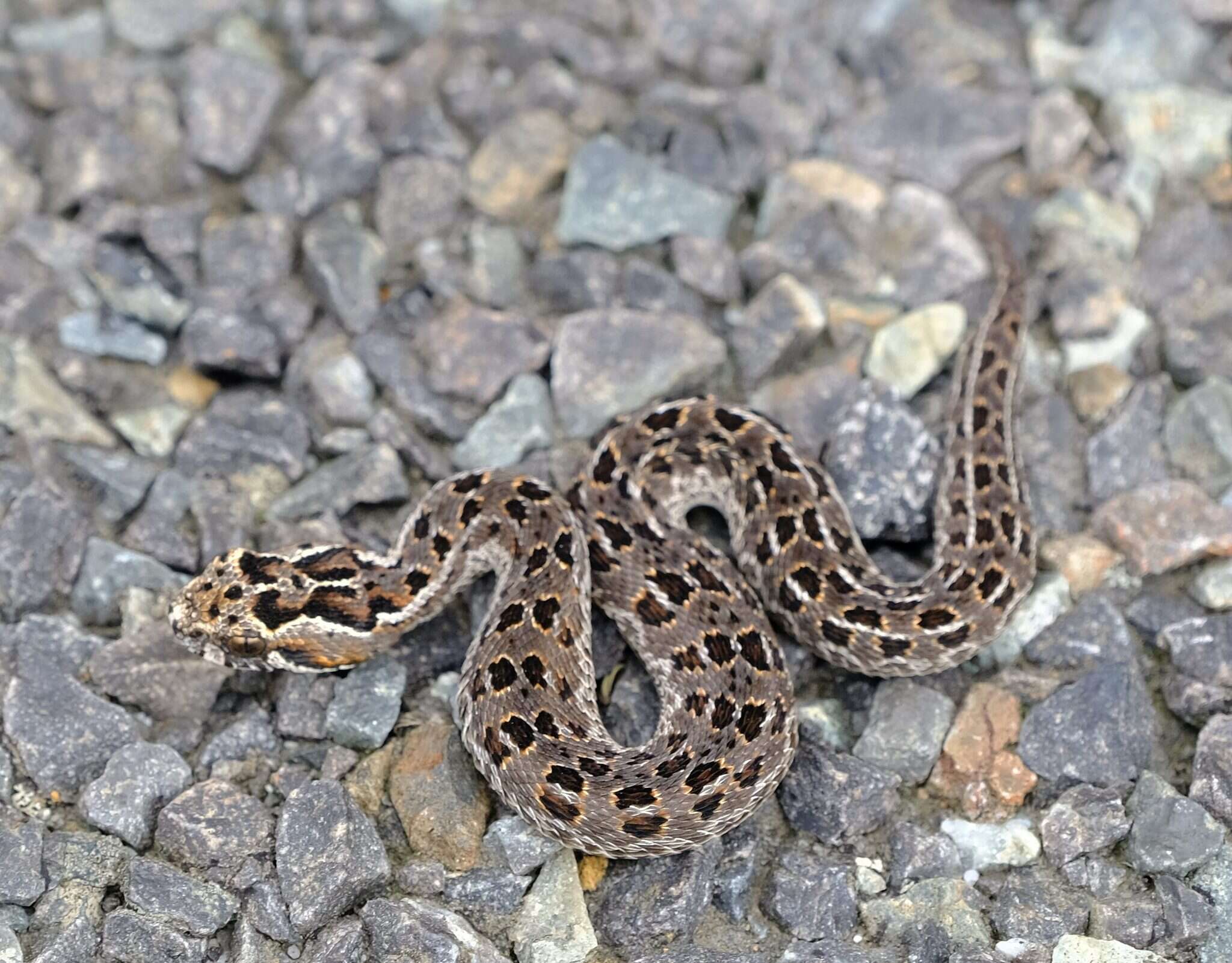 Bitis atropos (Linnaeus 1758) resmi