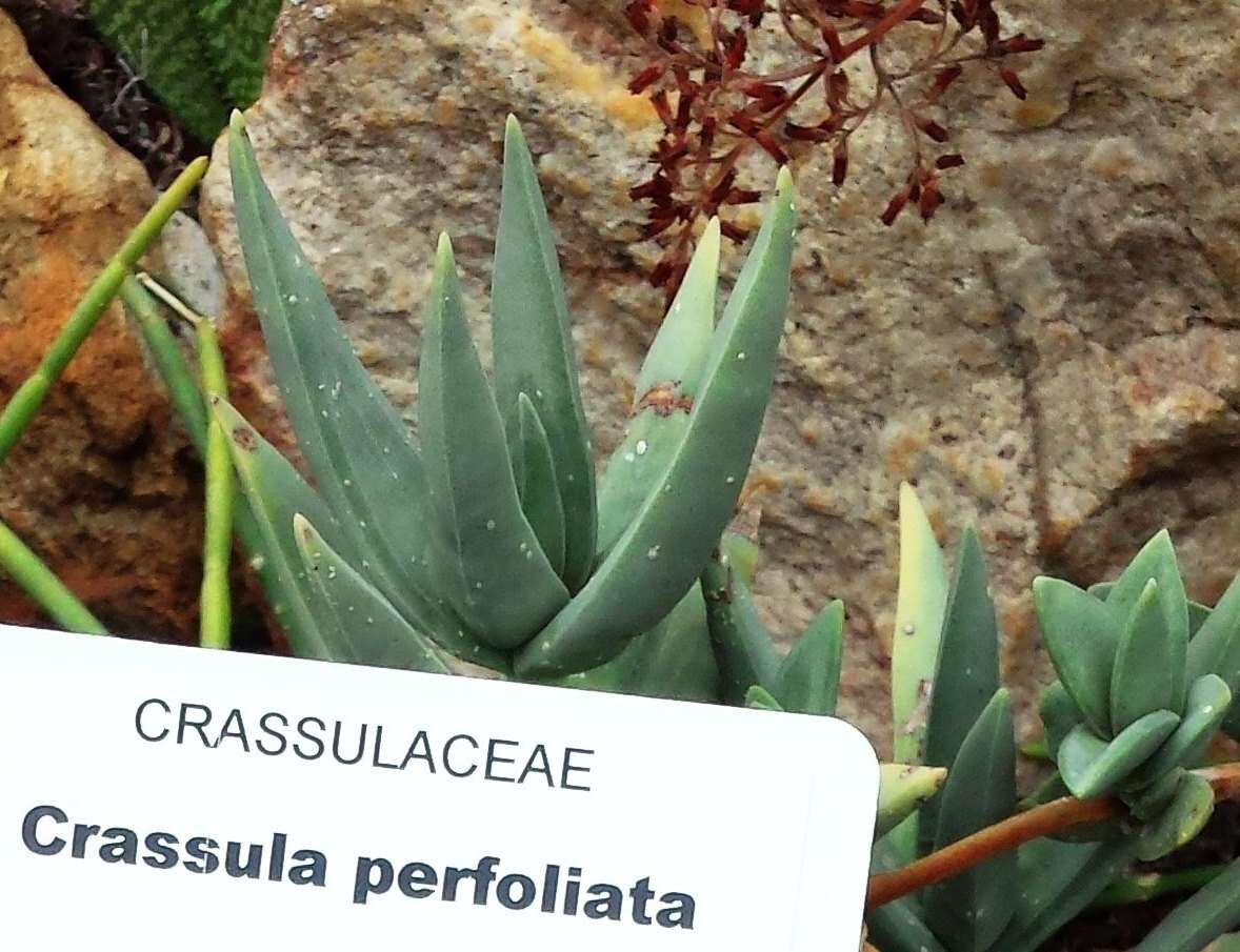 Слика од Crassula perfoliata L.