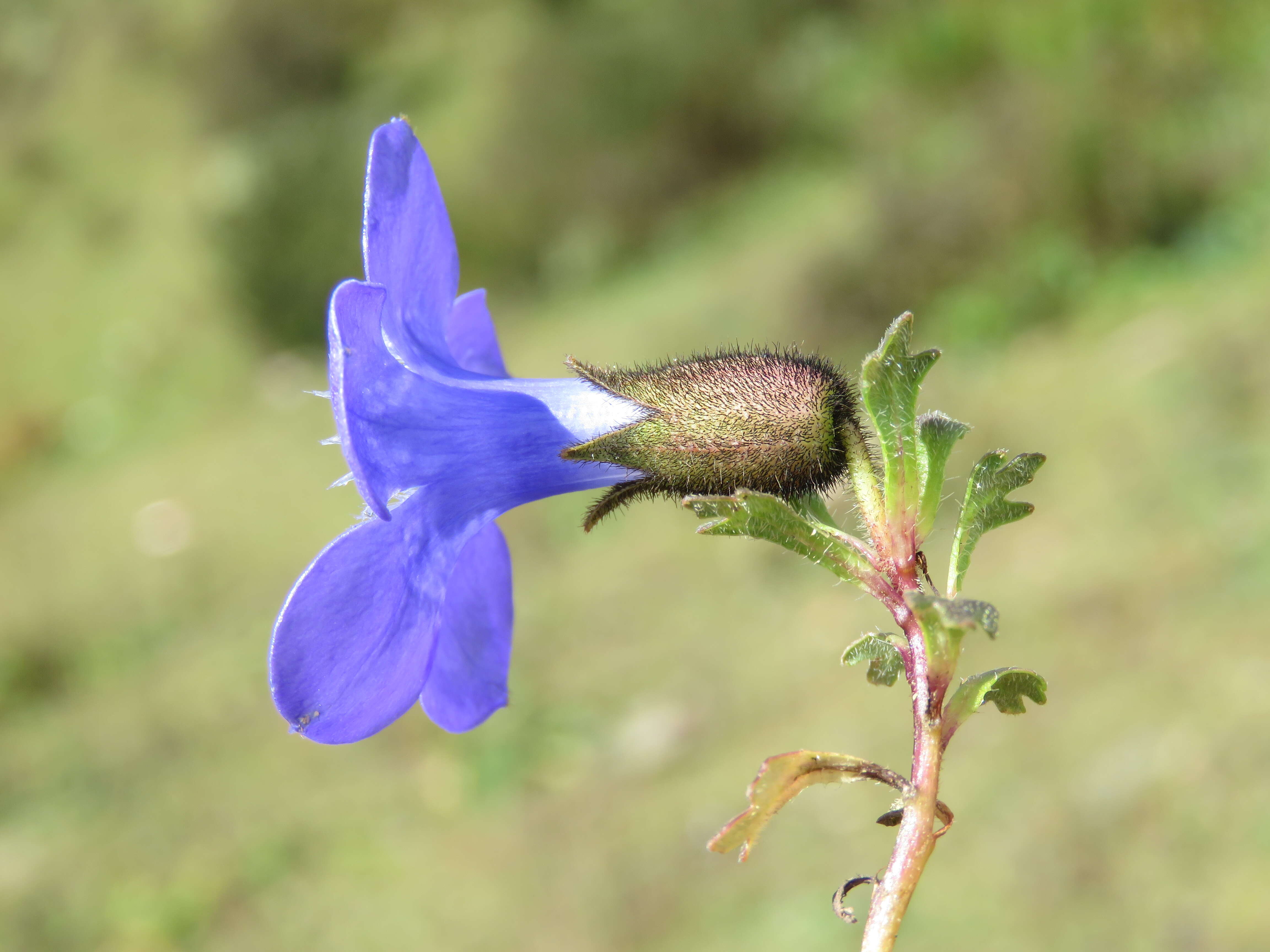 Image of Cyananthus lobatus Wall. ex Benth.