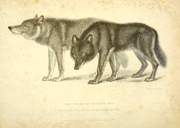 Image of Hudson Bay wolf