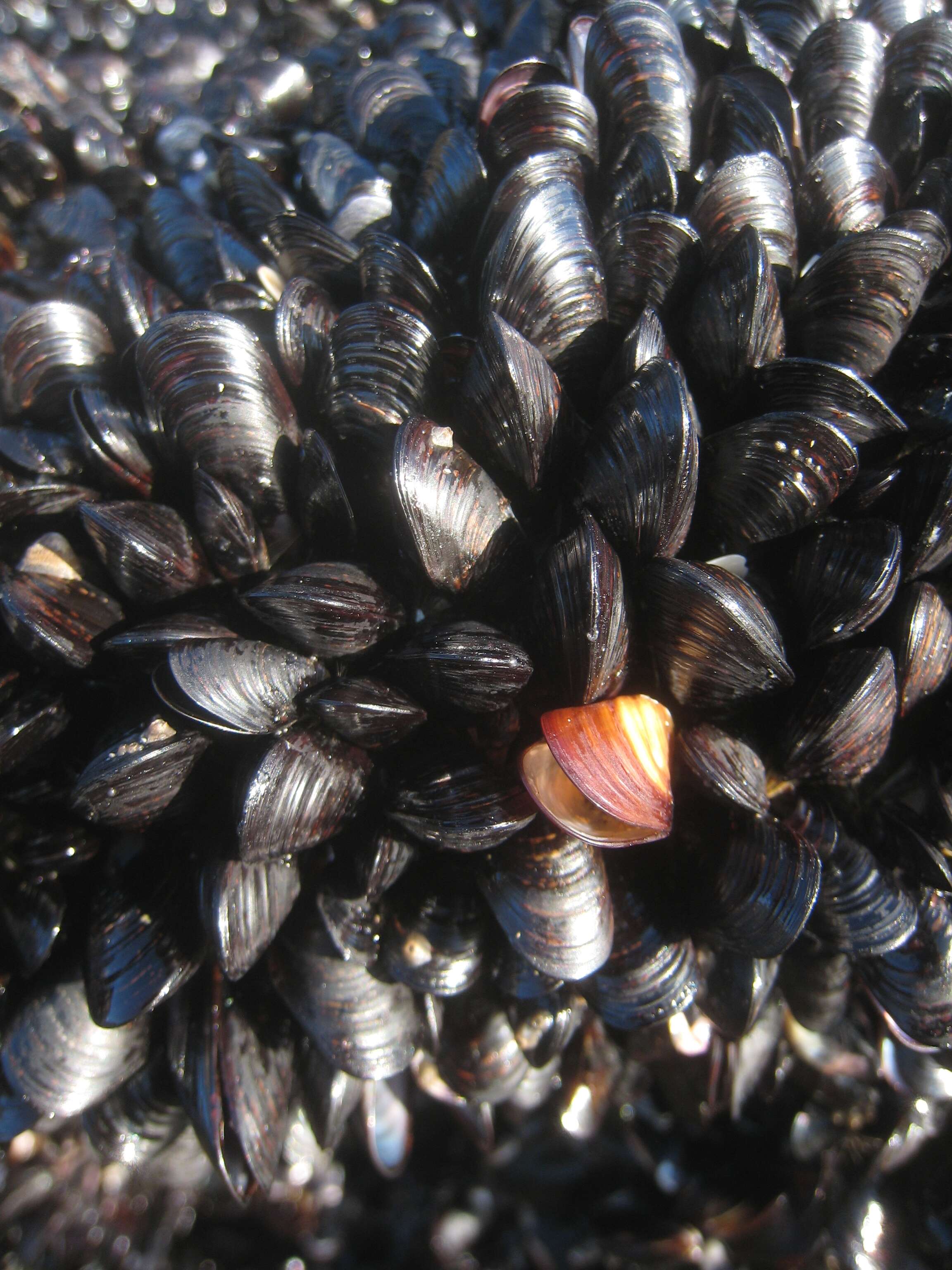 Image of black mussel