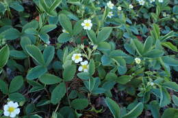 Image of beach strawberry