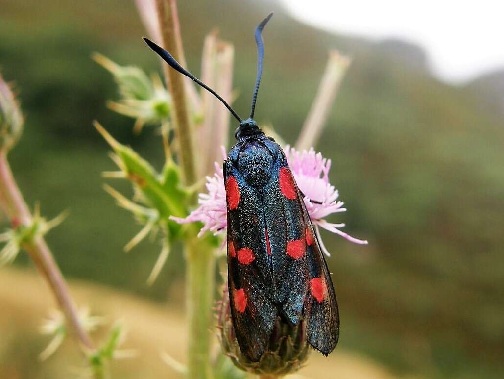 Image of Zygaena trifolii Esper 1783