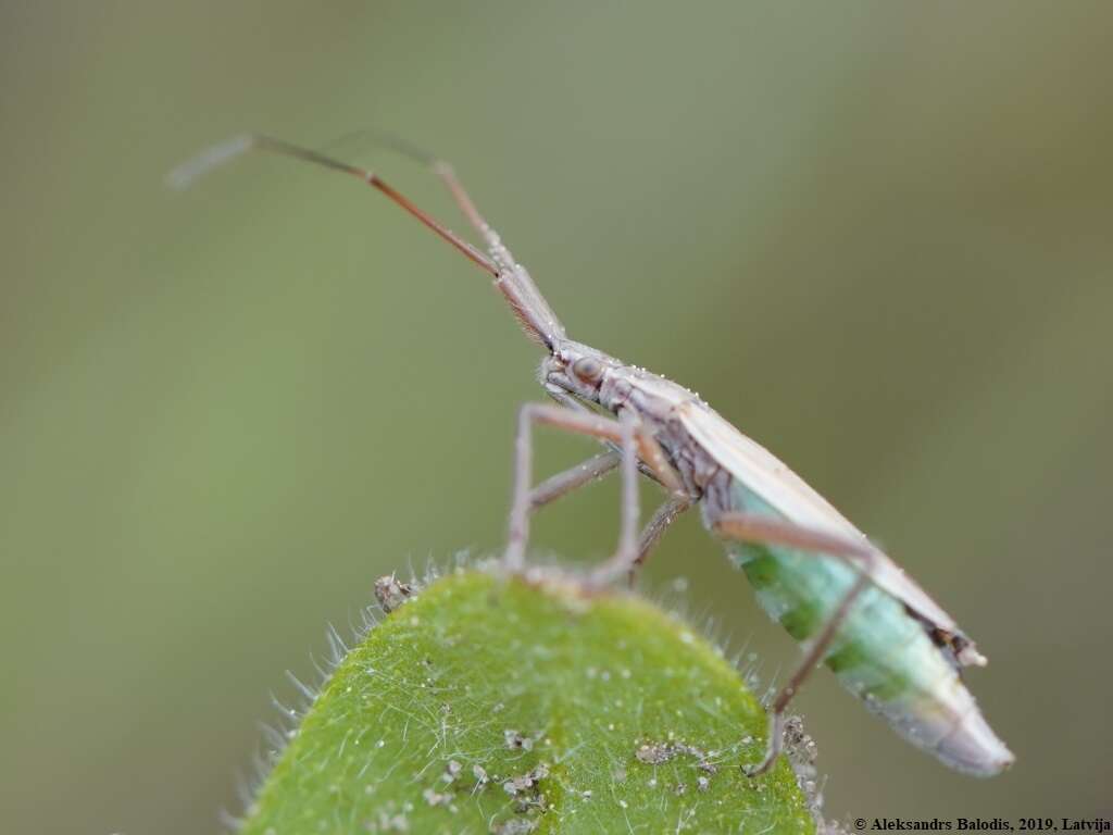 Stenodema calcarata (Fallen 1807) resmi