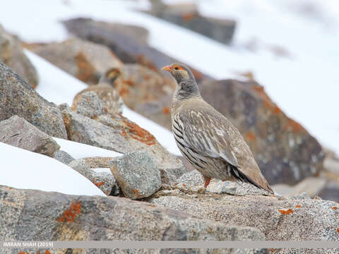 Image of Tibetan Snowcock