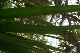 Imagem de Pandanus tenuifolius Balf. fil.