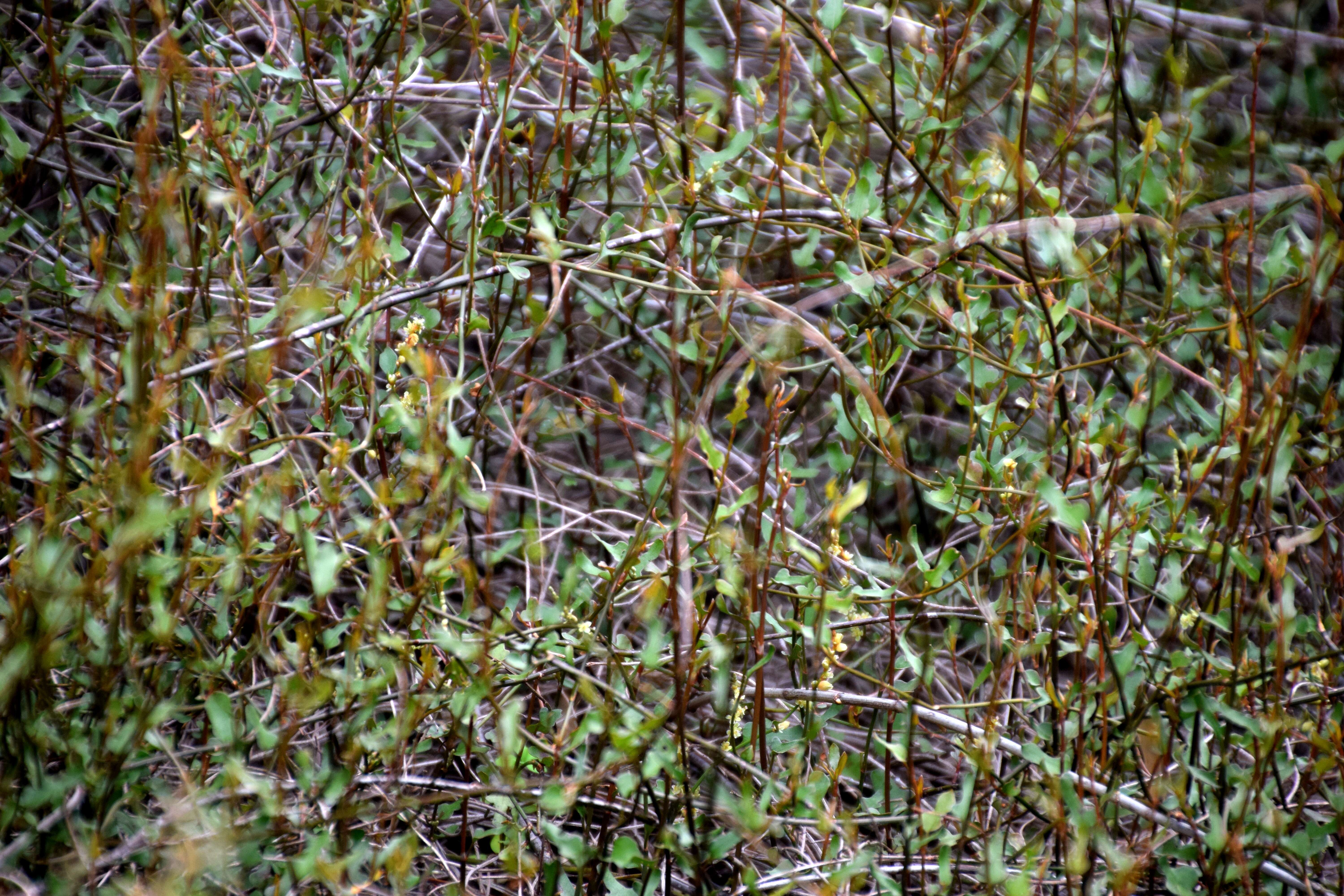 Image of Muehlenbeckia ephedroides Hook. fil.