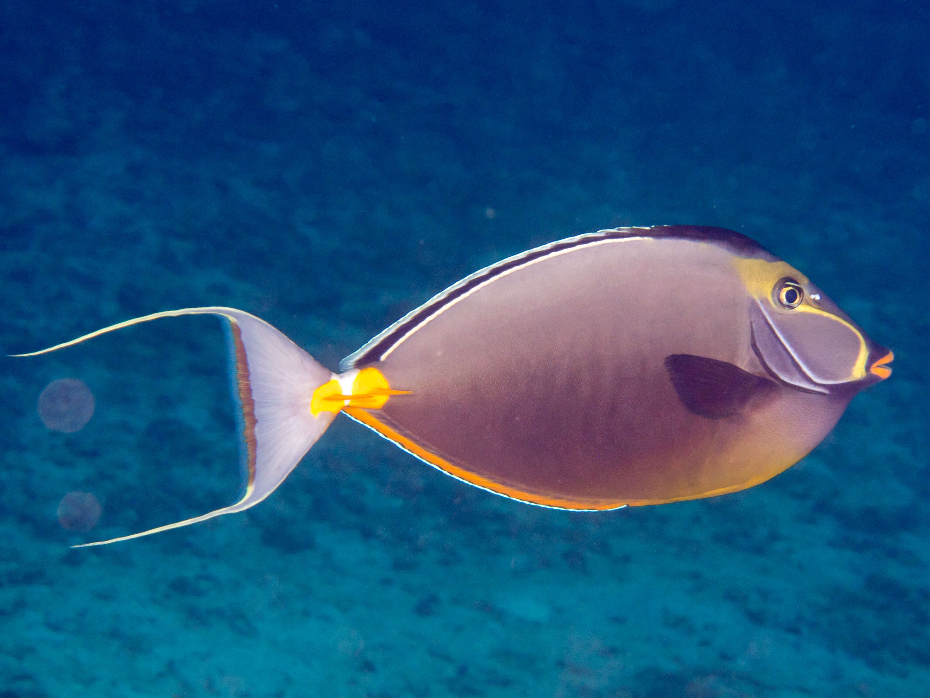 Image of Barcheek Unicornfish