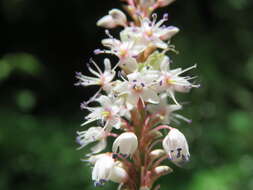 Image of Bistorta amplexicaulis (D. Don) Greene