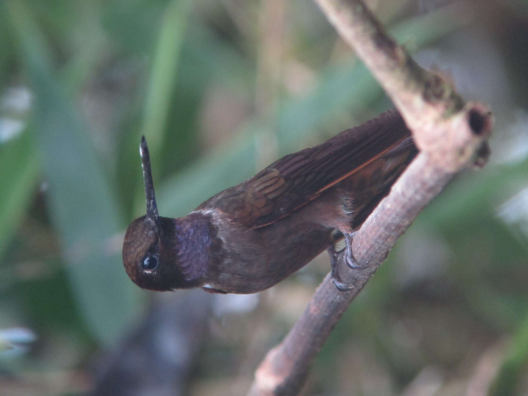 Image of Brown Inca