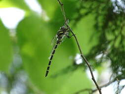 Image of Tiger Spiketail