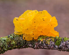 Image of Witches butter