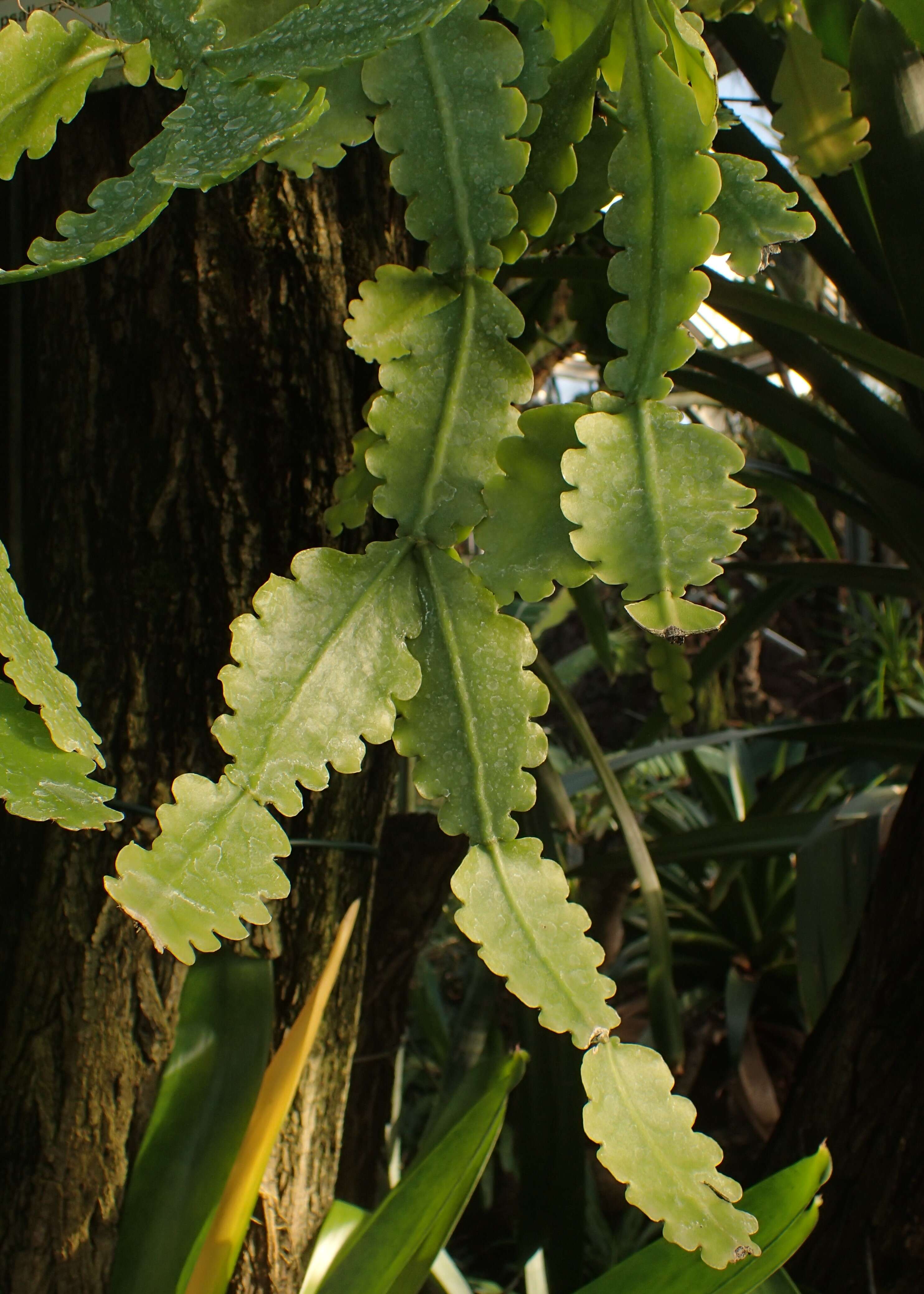 Image of Rhipsalis crispata Pfeiff.