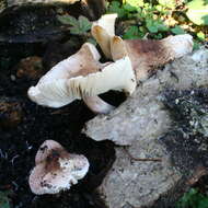 Image of Lepiota subincarnata J. E. Lange 1940