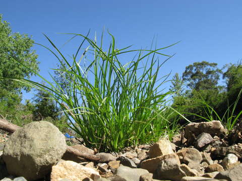 Image of Tall flatsedge