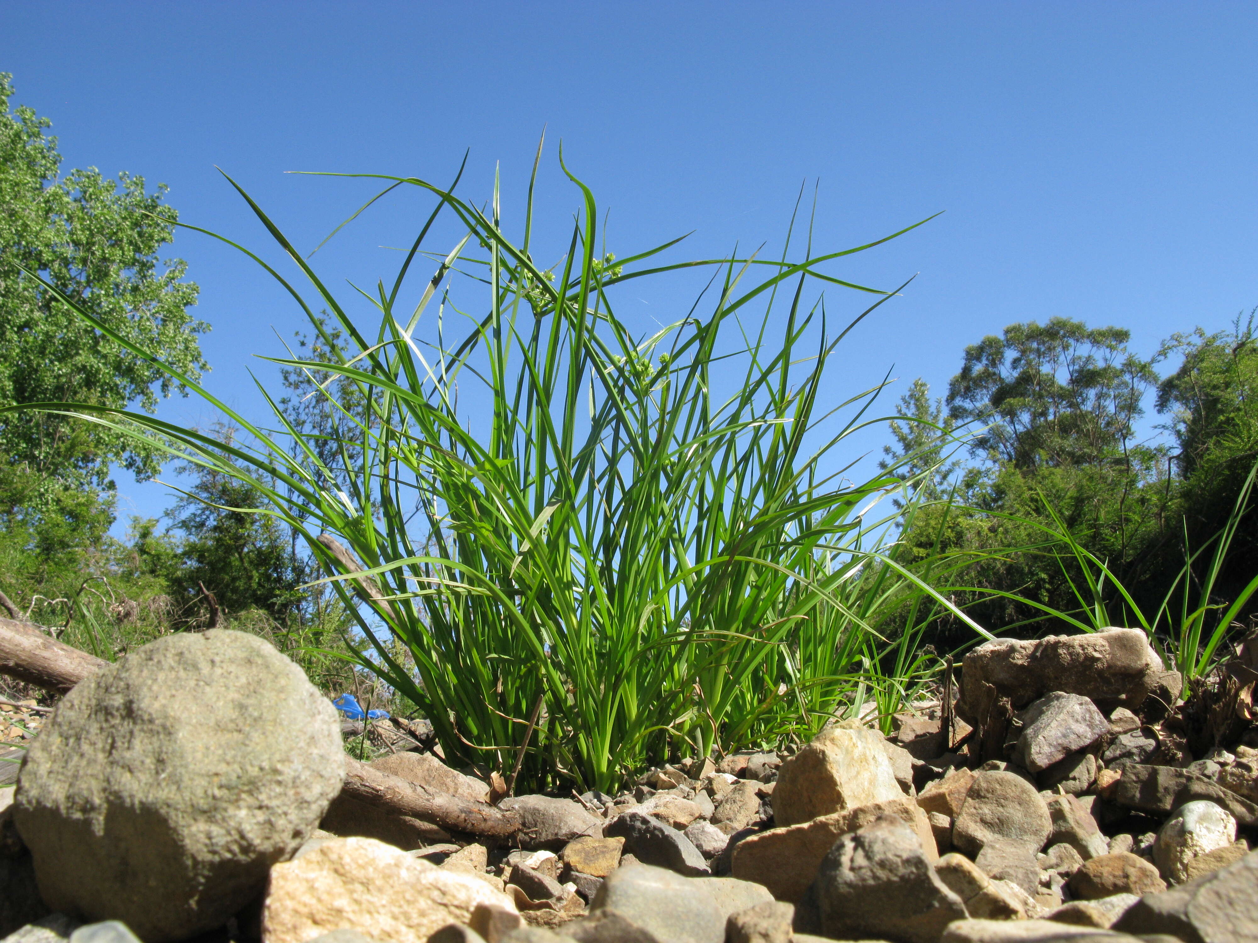 Image of Tall flatsedge