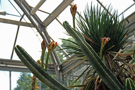 Image of Lady of the Night Cactus