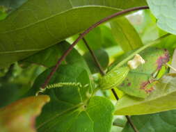 Image of Solena amplexicaulis (Lam.) Gandhi ex Saldanha & Nicolson