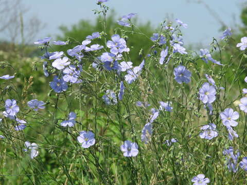 Image of Asian flax