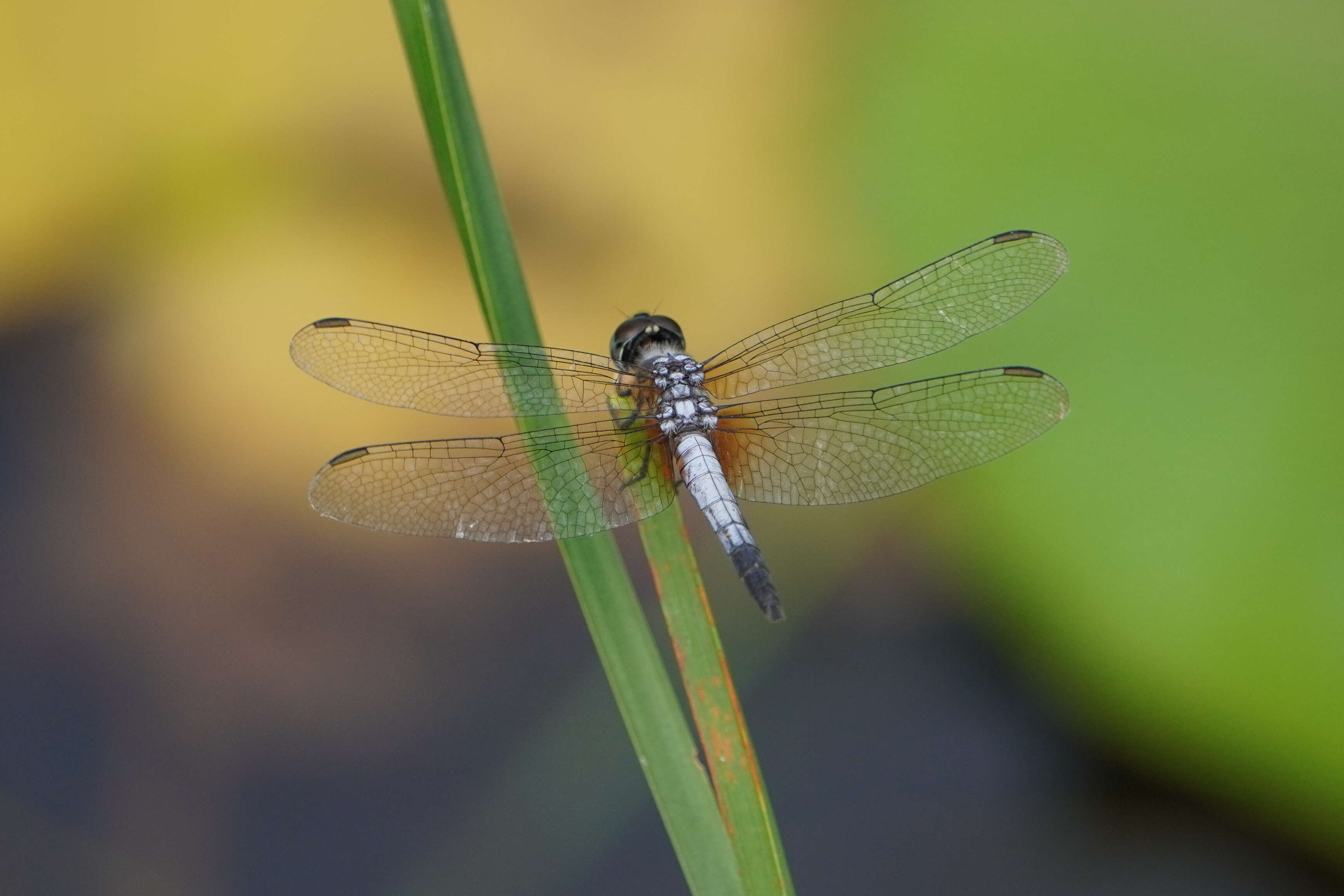 Image of Brachydiplax chalybea Brauer 1868