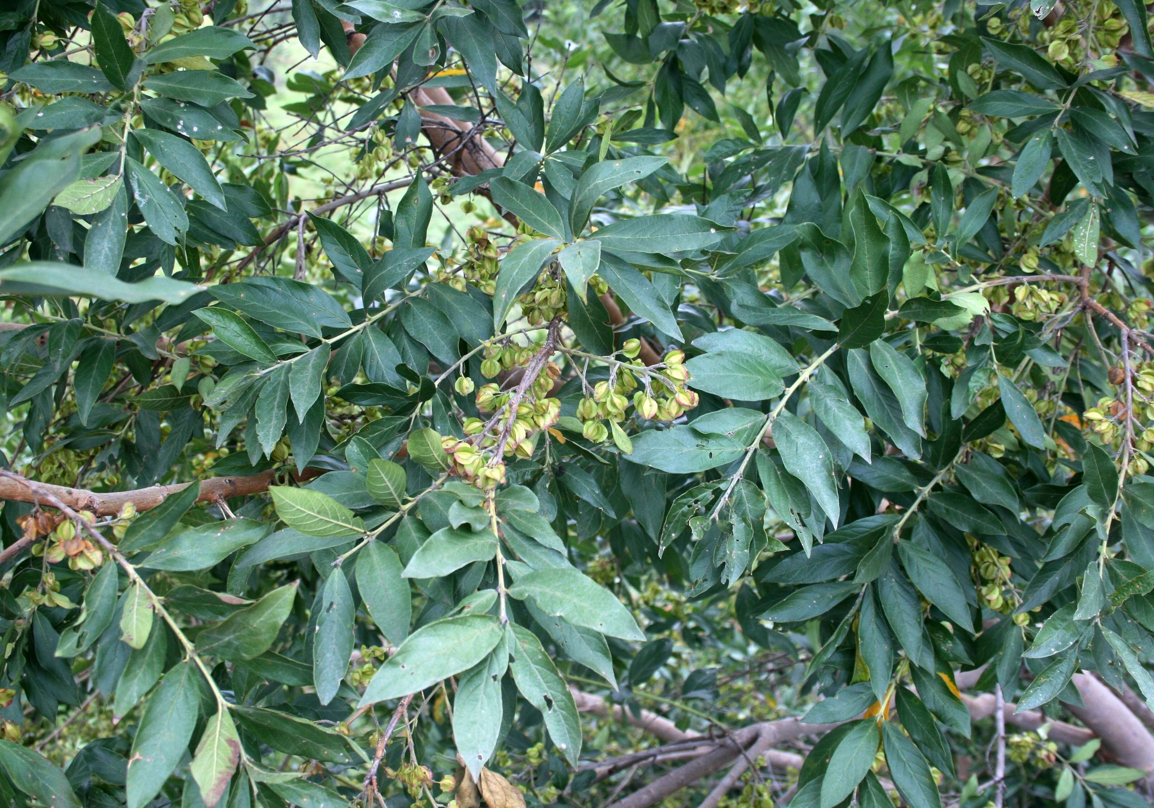 Imagem de Combretum erythrophyllum (Burch.) Sond.