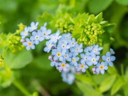 Image of field forget-me-not