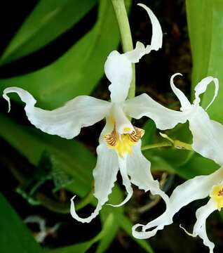 Image of Oncidium cirrhosum (Lindl.) Beer