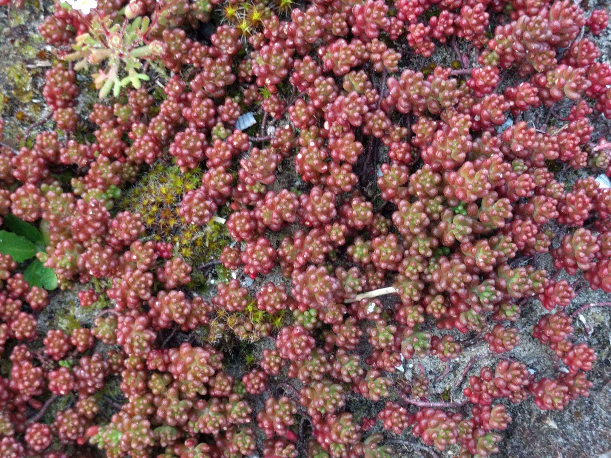 Image of White Stonecrop