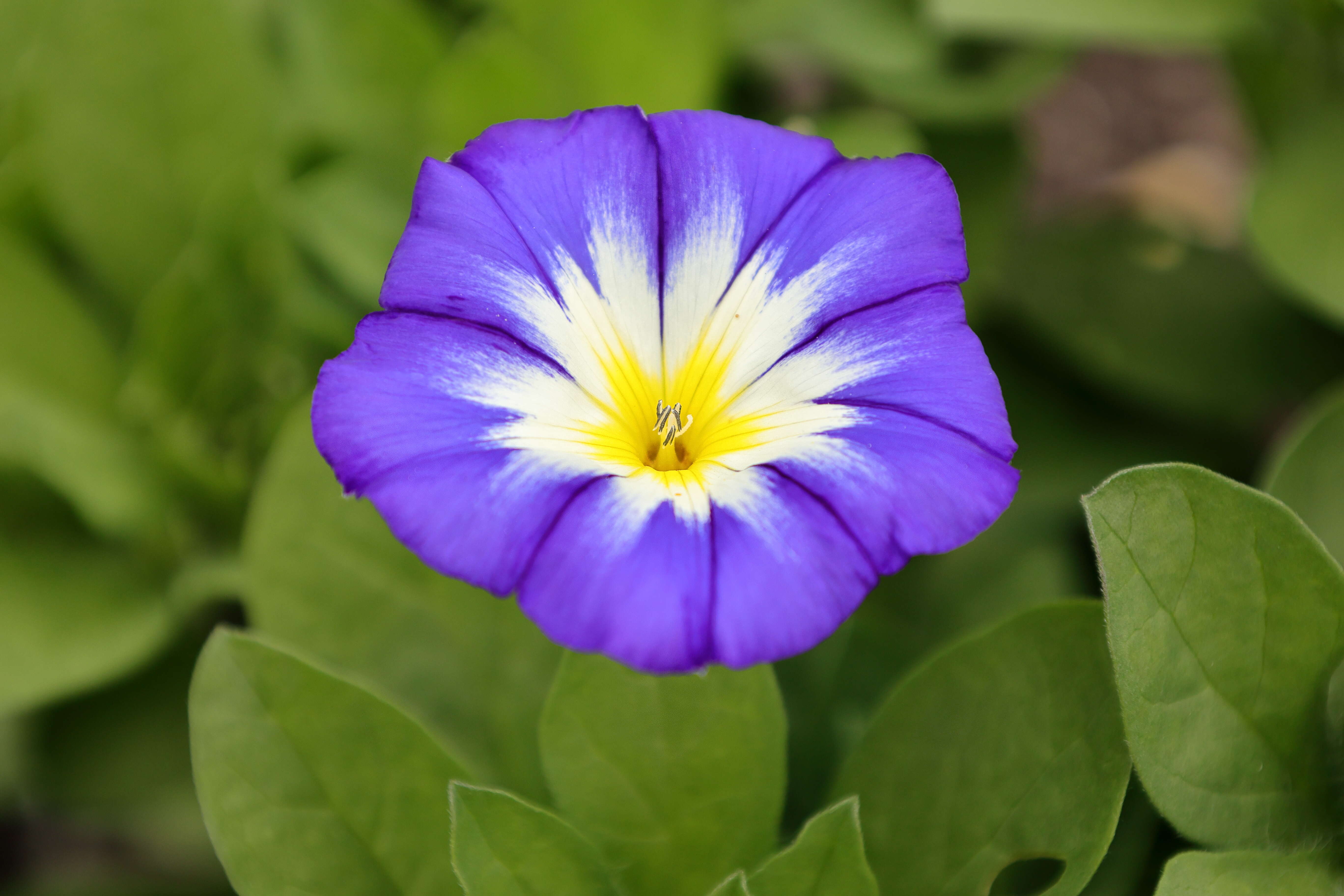 Image of Dwarf Morning Glory