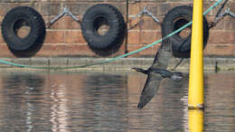 Image of Black Shag