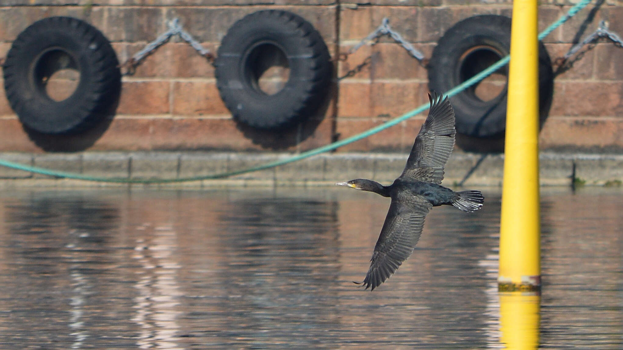 Image of Black Shag