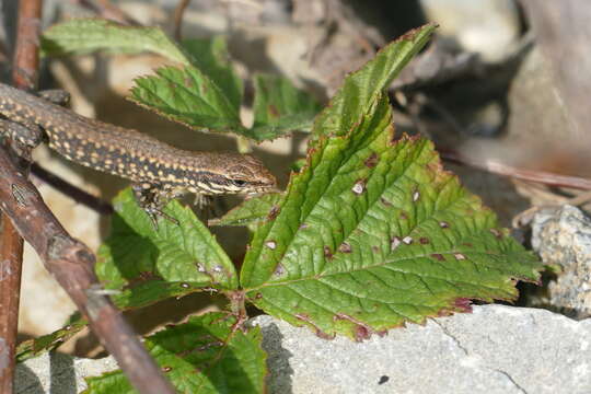 Image of Sand Lizard