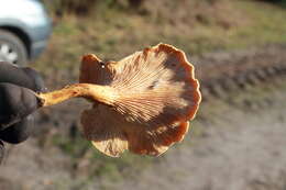 Imagem de Hygrophoropsis aurantiaca (Wulfen) Maire 1921