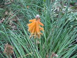 Imagem de Kniphofia galpinii Baker