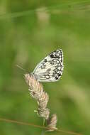 Image of marbled white