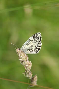 Image of marbled white