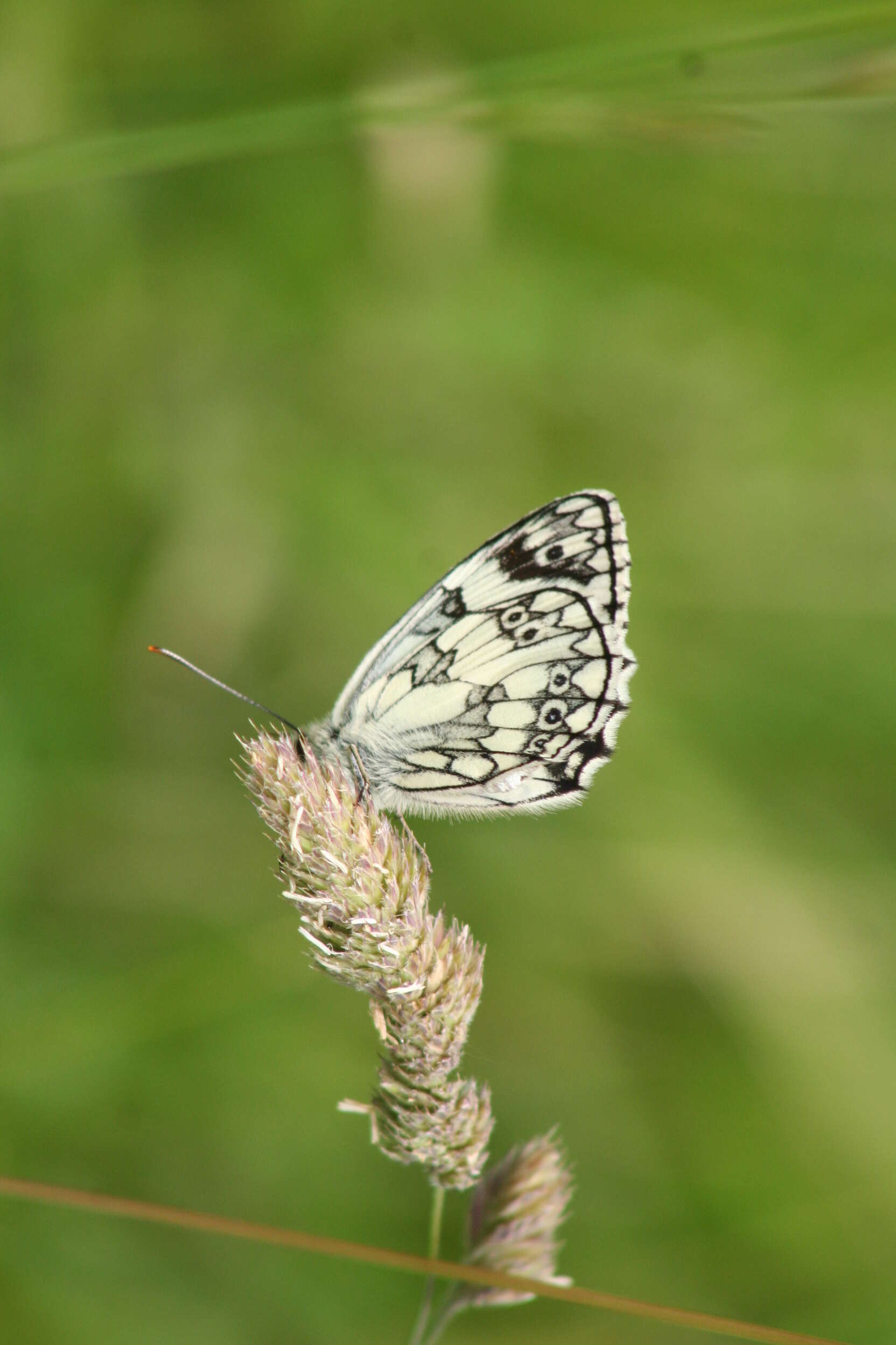 Image of marbled white