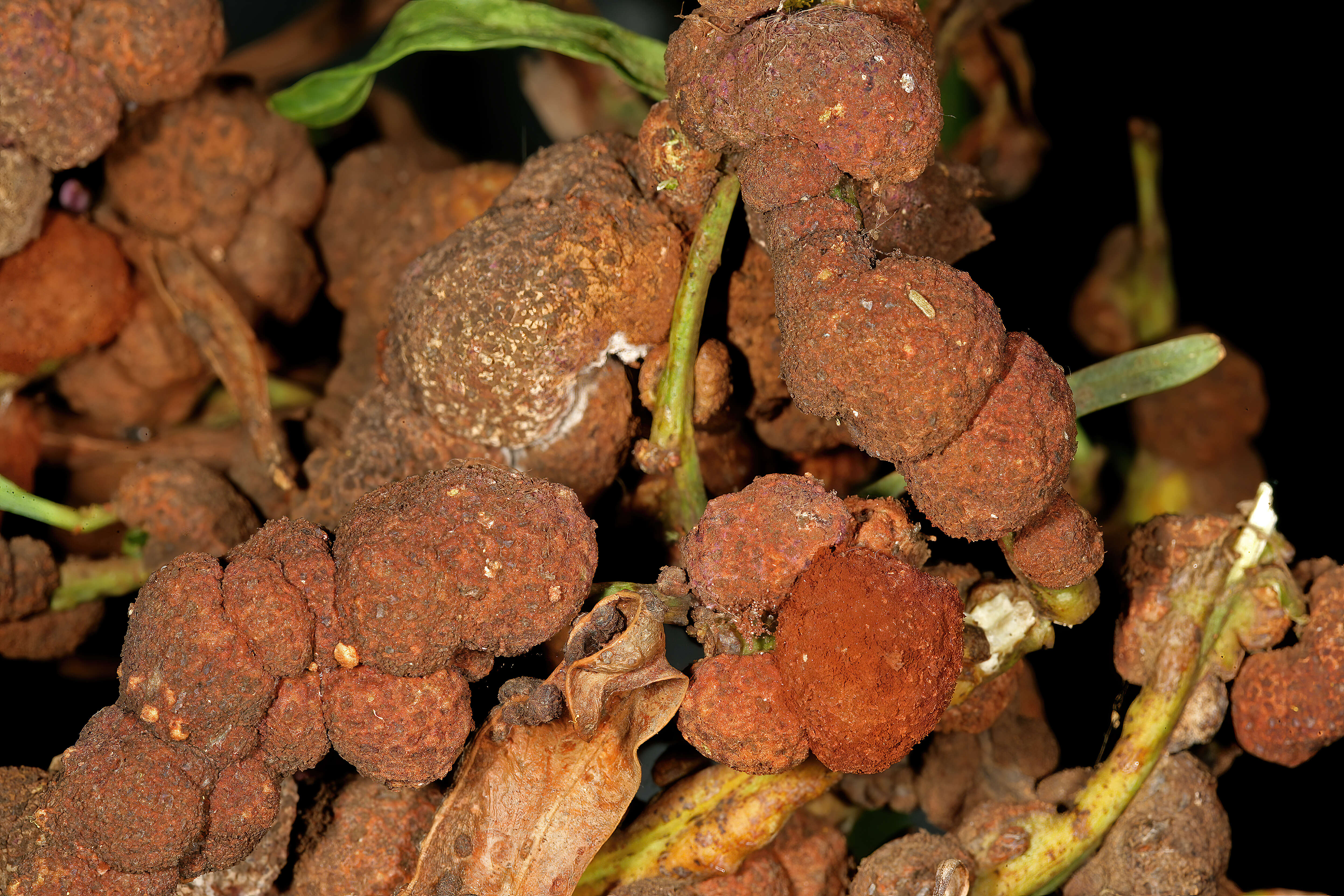 Image of orange wattle