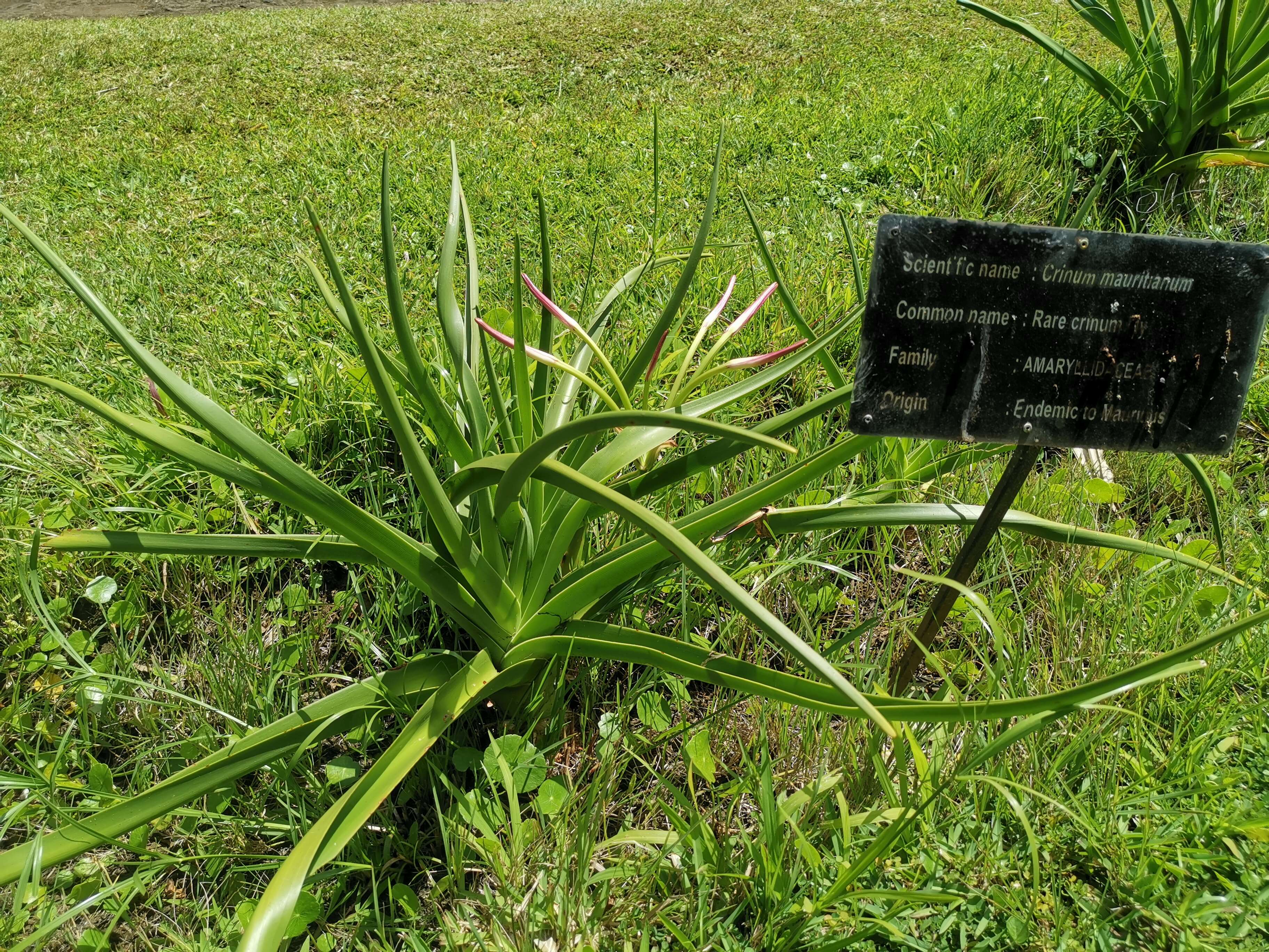 Image of Crinum mauritianum G. Lodd.